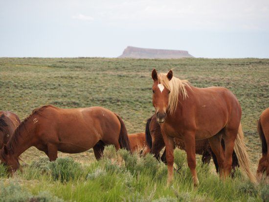 Pilot Butte Wild Horse Scenic Loop